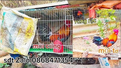 gà mồi cứng và mồi tơ,, qaib dib zoo cuab nyiam nus tau