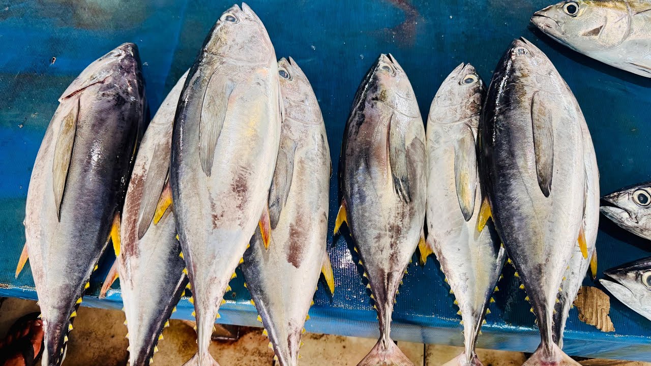 Tuna Cutting Skills Indo |🔴LIVE: Slicing TUNA at Fish Market,Sorong 13 January 2026 