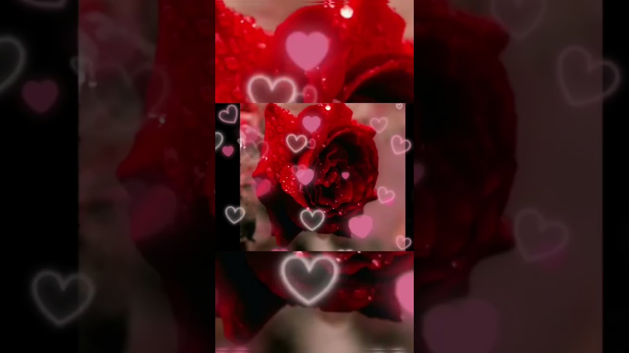 Happy Rose Day 🌹7 February