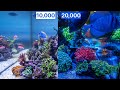 White or blue light for your reef aquarium