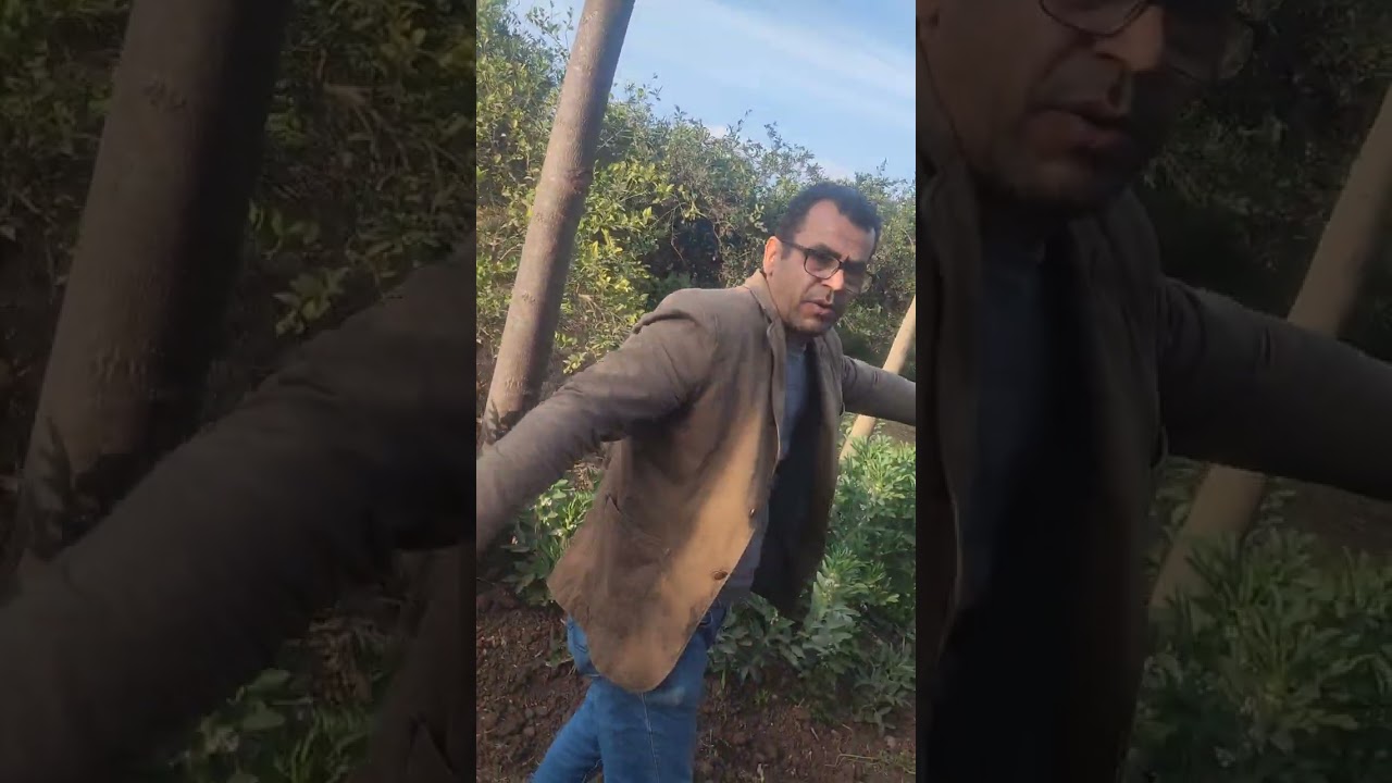 بدايه نقل اشجار الباولونيا الاسترالى 001