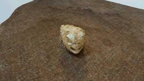 123d Catch 3d Scan of a Puffer Fish Skeleton