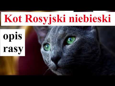 Wideo: Kot Rosyjski Niebieski Hipoalergiczny, Zdrowy I Długowieczny