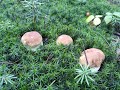 grzyby borowiki i kurki grzybobranie 19.07.2020. Белый гриб mushrooms