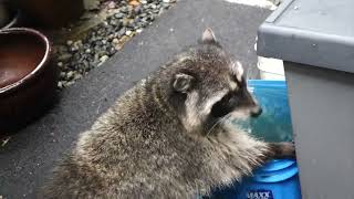 raccoon with chewed ear eats lunch; drinks water; shakes hand; bathes; hears a dog; runs home