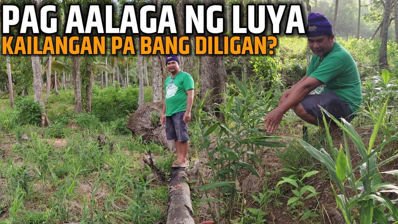 PAG AALAGA NG LUYA - KAILANGAN PA BANG DILIGAN? | D' GREEN THUMB