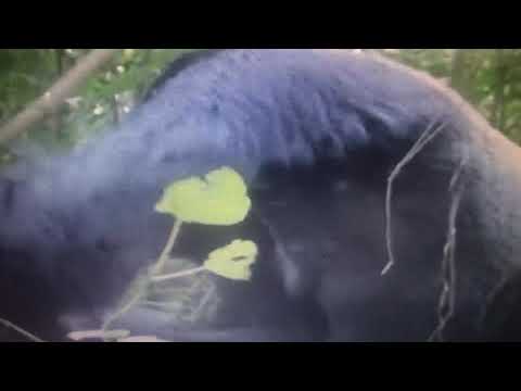 القرد الأعمى آكل النمل Blinde Aap 