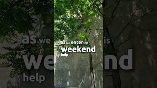 🫂Peace Then Harmony #youtubeshorts #prayer #gratitude #peace #happiness #trending #lord