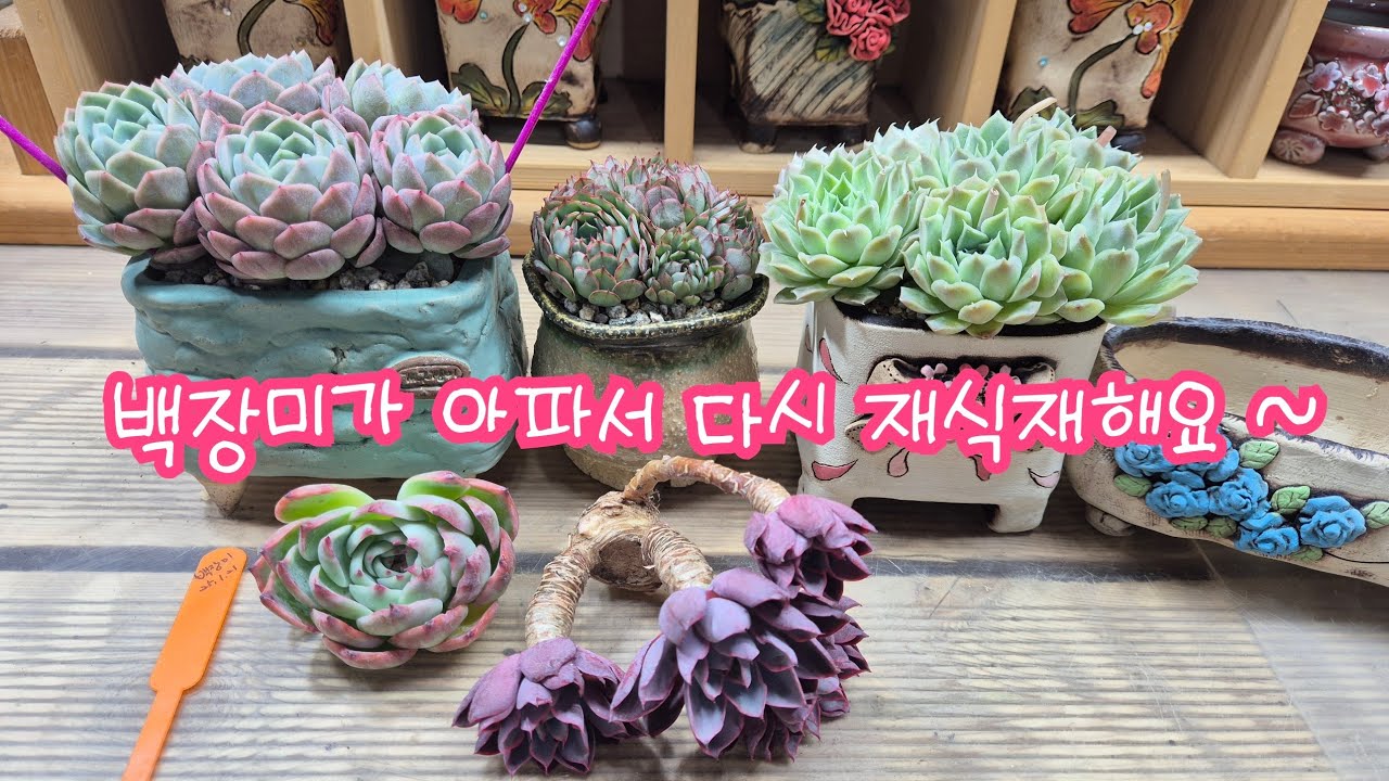 25.4.28.이뻤던 백장미가 아파서 다시 재식재해요 #다육이 #다육식물