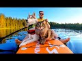 The Cat Dives After the Dog! Husky And Cat Swim On SUP Board On a Beautiful Lake