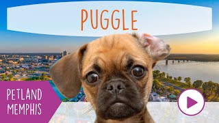 Puggle Fun Facts by Petland Memphis 13 views 3 months ago 36 seconds