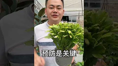 蟹爪蘭最容易莖腐根腐用對方法能有效根除 - 天天要聞