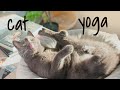 Cat Masters in Yoga
