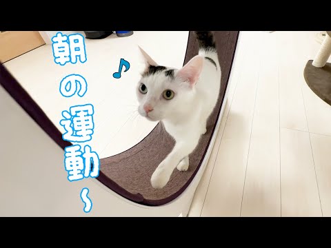 運動しよ！と言うと回し車を使ってくれる天才猫チロさん