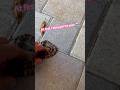 Venomous Snake 🐍 Bite While Recording #youtube #video #reels #shorts #nature #snake