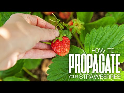 Video: Propagazione di fragole con runner per piante di fragole