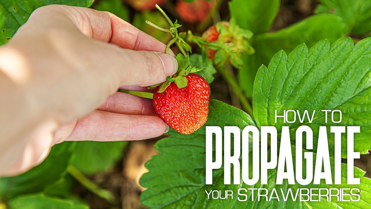Propagating Strawberries From Runners How To Grow Strawberries YouTube