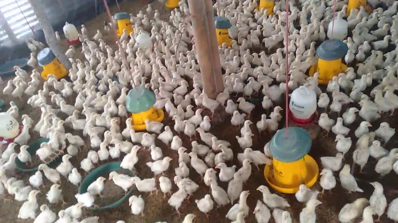 Cara ternak ayam jantan 