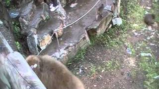 Nagano   Snow Monkeys On The Rope Gym