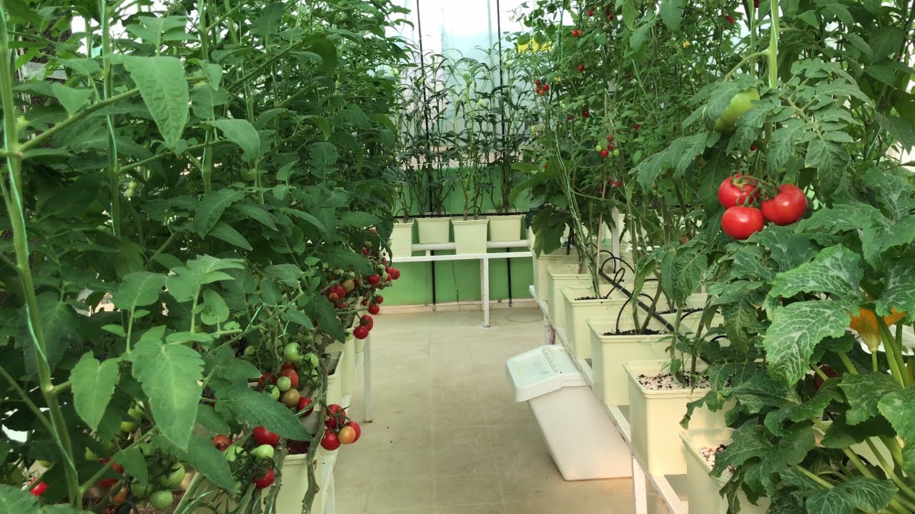 اخطاء و توصيات الجزاء الاول بالزراعة المائية.