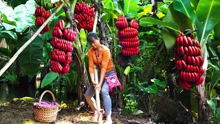 Harvesting Cantaloupe goes to market sell  Free farm life | Phuong Daily Harvesting