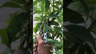 Death plum tree pruning for maximum growth #satisfying #pruning #farming #shorts