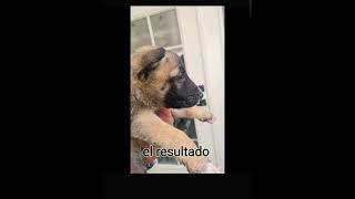 Mira Como Sale La Cruza De Un Bullterrier Con Un Pastor Alemán Increíble