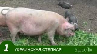 СВИНЬИ ПОРОДЫ СЛАЙД ШОУ ВИДЕОКУРС СВИНЬИ ПОРОДЫ СЛАЙД ШОУ ВИДЕОКУРС