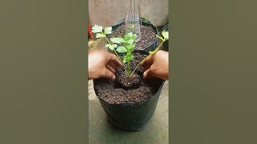 how to plant celery without failure #celery #seed #satisfyingasmr