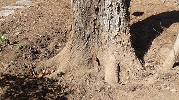 How to Use a Tree Preservation Protocol based on ANSI Standards