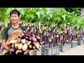 Try This Trick – My Eggplants Produced 10 Times More Fruits!