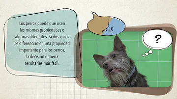 ¿Conocen los perros las voces?