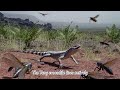 It's only the size of a palm, but it's called the 'Yang's crocodile'! The most mysterious primitive