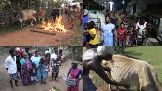 பாரம்பரிய எங்கள் தெரு மாட்டுப்பொங்கல் விழா / OUR STREET COW PONGAL VLOG 2022