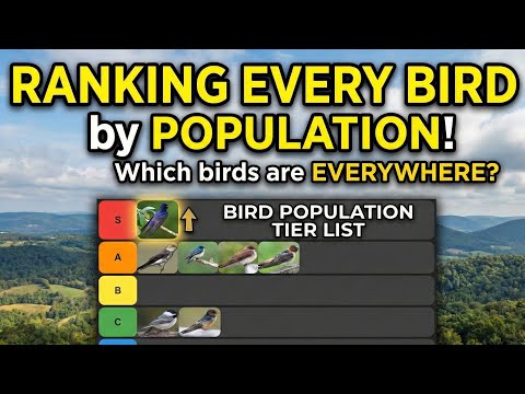 Types Of Vultures In West Virginia