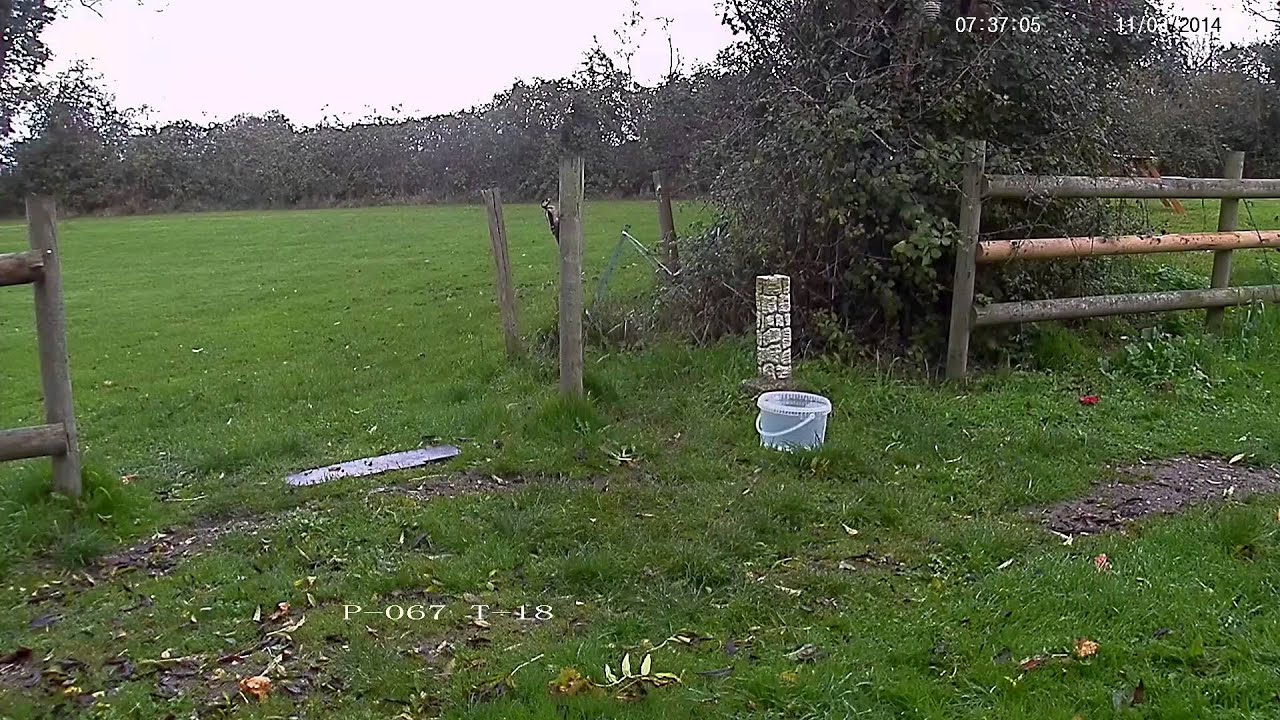 nature kpop Greater spotted woodpecker drops in to the feeding spot