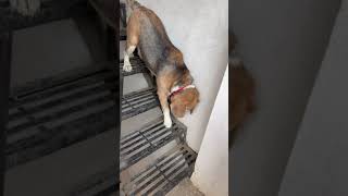 Leo experiencing stairs for the second time | Leo The Beagle