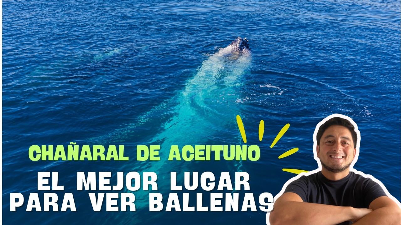 Casi fuimos devorados por las ballenas en Chañaral de Aceituno