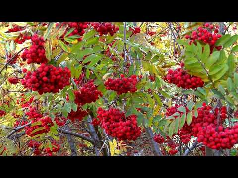 Video: Nevezhinskaya mountain ash - an accidentally discovered miracle tree