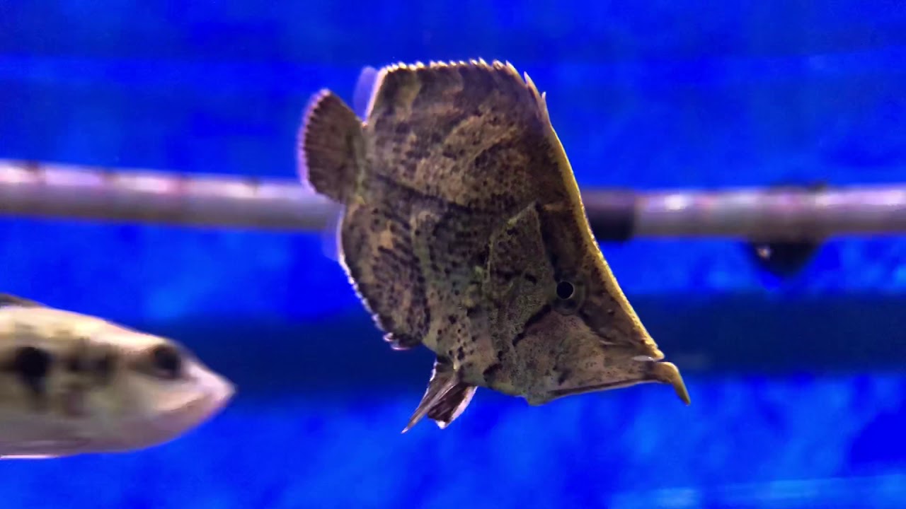 Leaf Fish YouTube