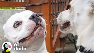 Perro &#39;callejero&#39; se rescata a sí mismo | El Dodo