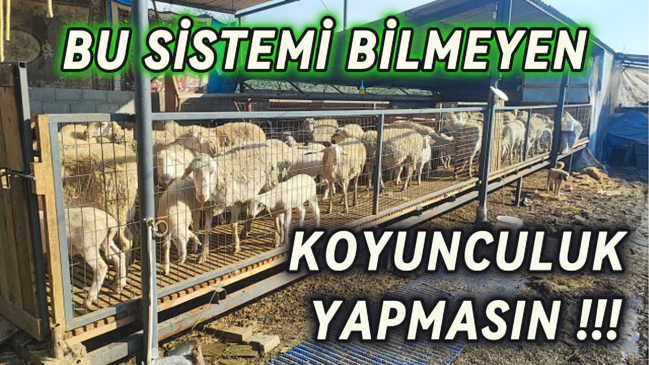 KUZU ÖLÜMLERİNE SON | TIRNAK ÇÜRÜĞÜNE SON | TAHTA IZGARA SİSTEMLERİ | DRONE VE KUZULAR BİR ARADA