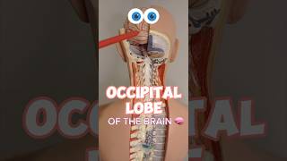 Occipital Lobe of the Brain 👀 Anatomy &amp; Physiology #anatomy