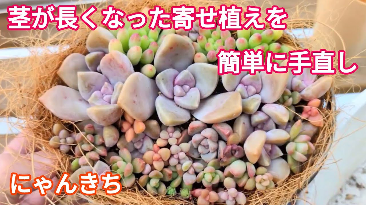 多肉植物】寄せ植えの手直しで可愛くしてカットしてさらに増やそう