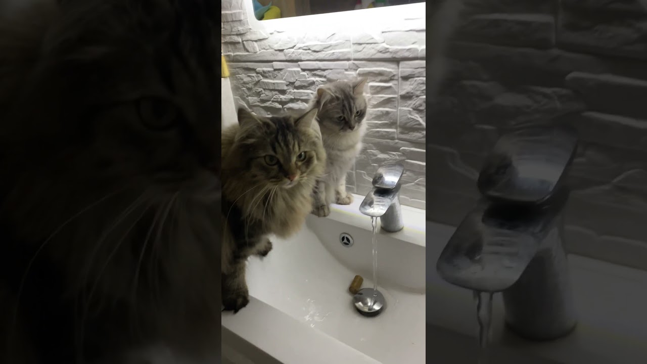 Очень красивые сибирские коты