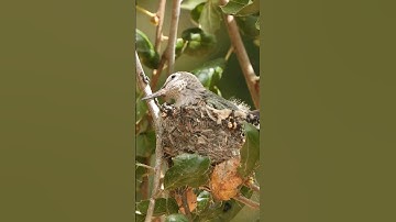 21 days old baby hummingbird #hummingbird #nest