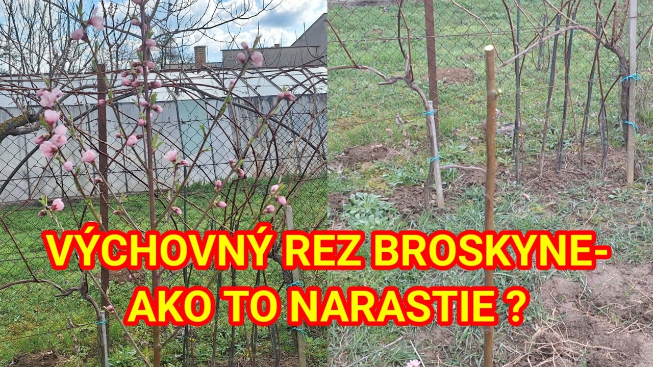Výchovný rez broskyne- ako to narastie uvidíme v ďalšom videu.