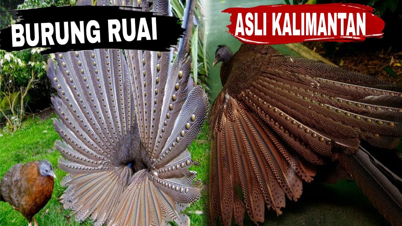 BURUNG RUAI ASLI KALIMANTAN YouTube