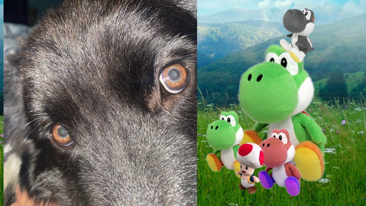 Dogzilla - YouTube