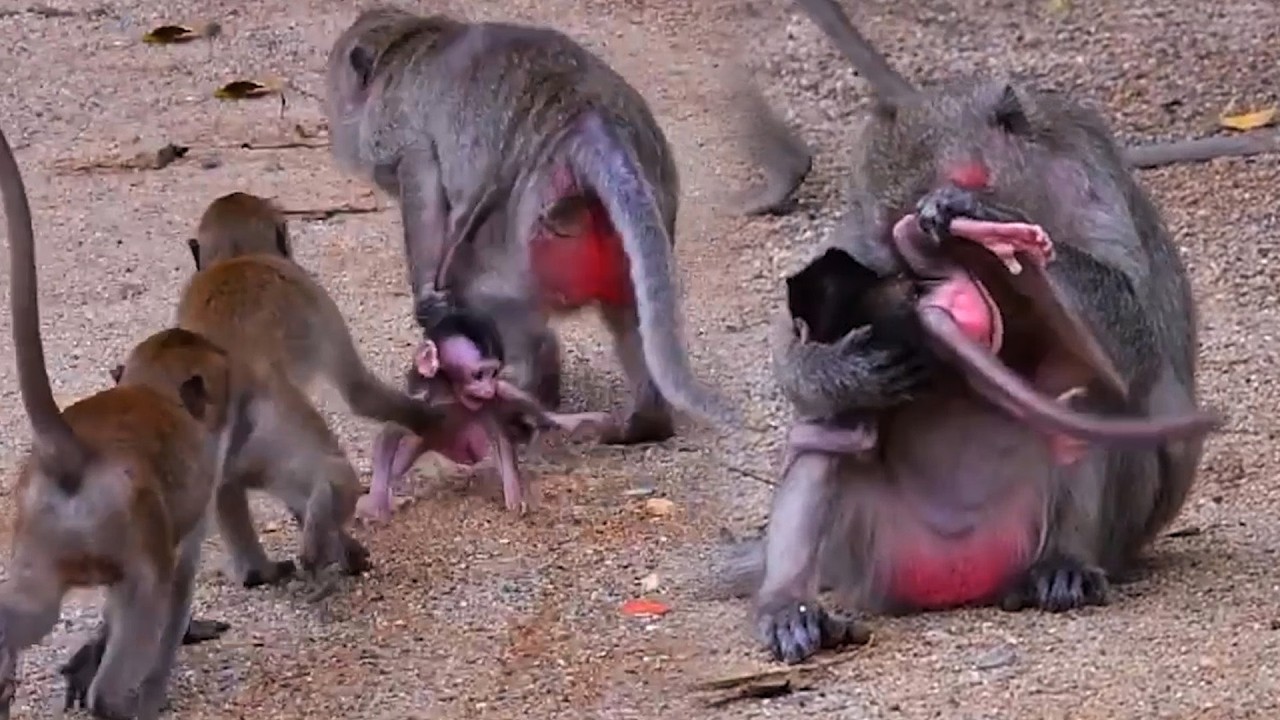 Top Daily Moments Of Old Mommy Monkey Trying To Take Care Of Her Baby